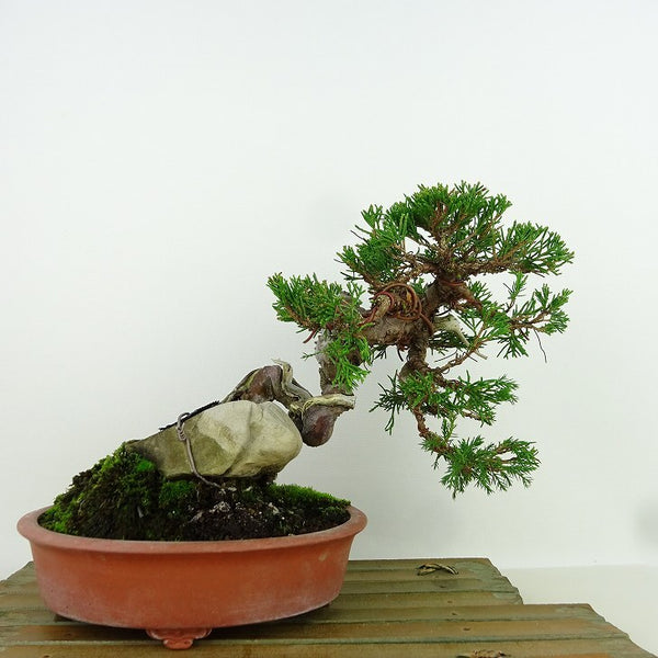 盆栽 真柏 樹高 約17cm しんぱく Juniperus chinensis シンパク ジン シャリ” 石付き ヒノキ科 常緑樹 観賞用 小品 w1198410674