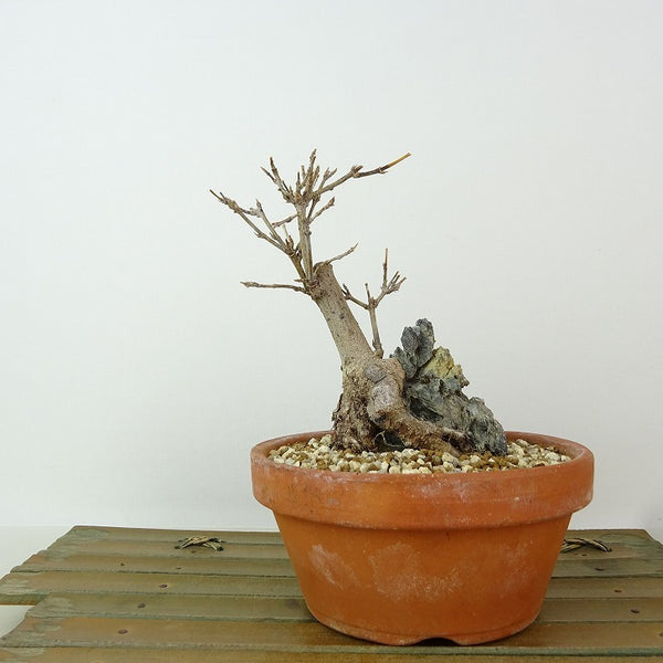 盆栽 楓 樹高 約12cm かえで Acer カエデ 石付き 紅葉 カエデ科 落葉樹 観賞用 小品 v1198436381