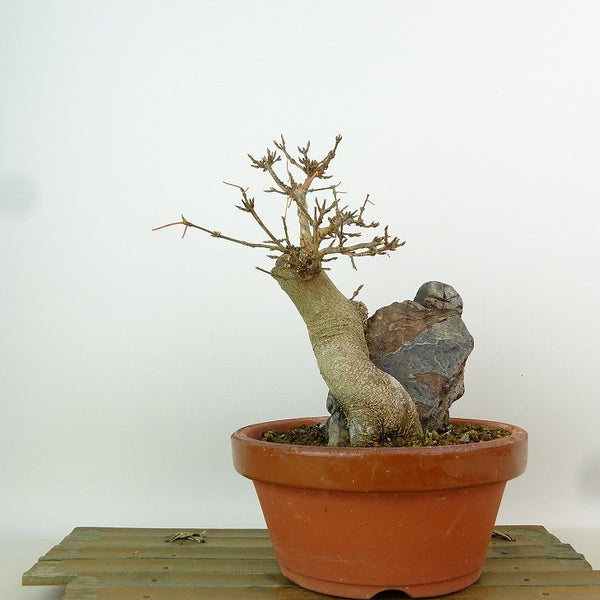 盆栽 楓 樹高 約16cm かえで Acer カエデ 紅葉 石付き カエデ科 落葉樹 観賞用 小品 l1198411868