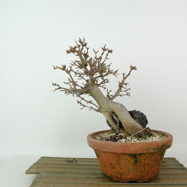 盆栽 楓 樹高 約18cm かえで Acer カエデ 石付き 紅葉 カエデ科 落葉樹 観賞用 小品 l1198410880