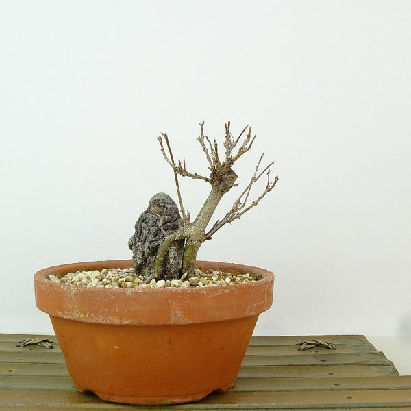 盆栽 楓 樹高 約8cm かえで Acer カエデ 石付き 紅葉 カエデ科 落葉樹 観賞用 小品 v1198437976