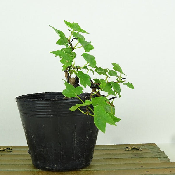 盆栽 楓 宮様楓 樹高 約11cm かえで Acer カエデ 紅葉 カエデ科 落葉樹 観賞用 小品 t1198409419