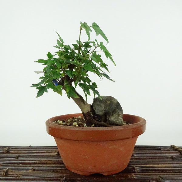 盆栽 楓 樹高 約12cm かえで Acer カエデ 紅葉 石付き カエデ科 落葉樹 観賞用 小品 n1198413206