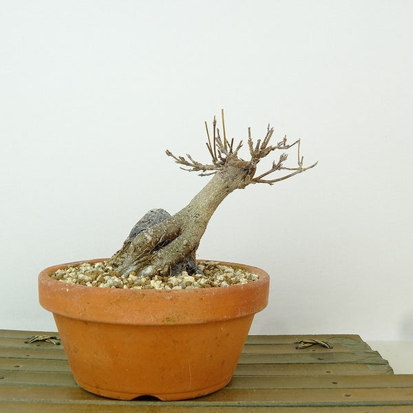 盆栽 楓 樹高 約9cm かえで Acer カエデ 石付き 紅葉 カエデ科 落葉樹 観賞用 小品 j1198418011