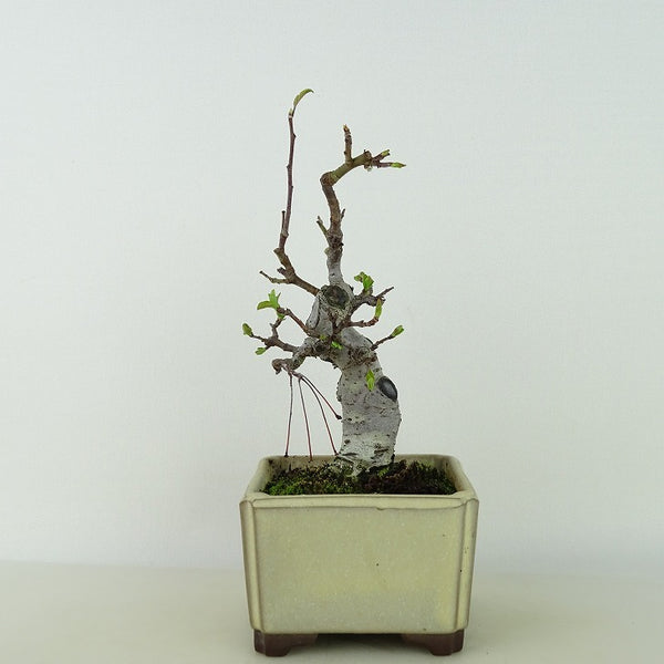 盆栽 海棠 樹高 約18cm かいどう Malus micromalus カイドウ バラ科 落葉樹 観賞用 小品 j1198417611