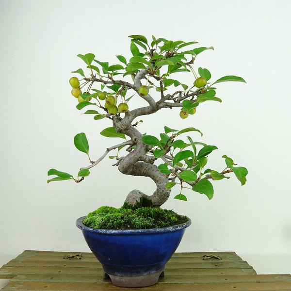 盆栽 海棠 樹高 約18cm かいどう Malus micromalus カイドウ 実 バラ科 落葉樹 観賞用 小品 e1198413122