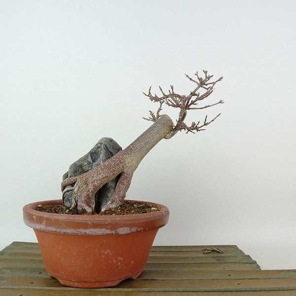 盆栽 楓 樹高 約15cm かえで Acer カエデ 石付き 紅葉 カエデ科 落葉樹 観賞用 小品 c1198404591