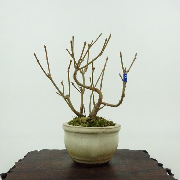 盆栽 楓 宮様楓 樹高 約10cm かえで Acer カエデ 紅葉 カエデ科 落葉樹 観賞用 小品 h1198427258