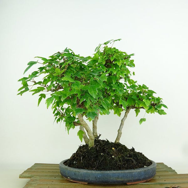 盆栽 楓 樹高 約23cm かえで Acer カエデ 紅葉 寄せ カエデ科 落葉樹 観賞用 u1198425233