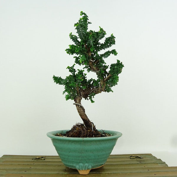 盆栽 桧 石化桧 樹高 約20cm せっかひのき Chamaecyparis obtusa セッカヒノキ ヒノキ科 常緑樹 観賞用 小品 d1198417598