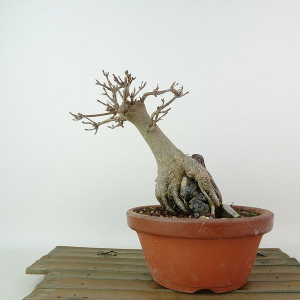 盆栽 楓 樹高 約14cm かえで Acer カエデ 石付き 紅葉 カエデ科 落葉樹 観賞用 小品 c1198403843