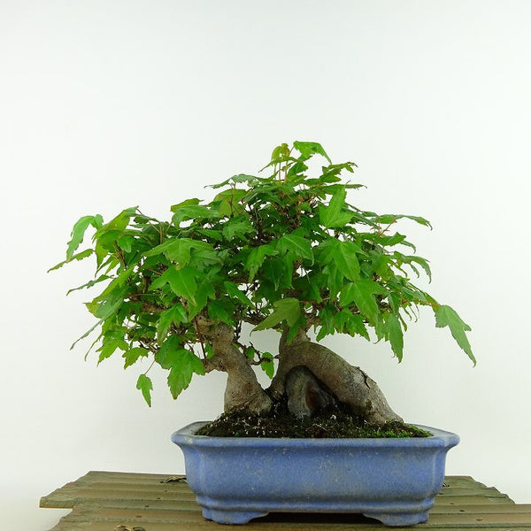 盆栽 楓 樹高 約19cm かえで Acer カエデ 石付き 紅葉 カエデ科 落葉樹 観賞用 小品 d1198425661