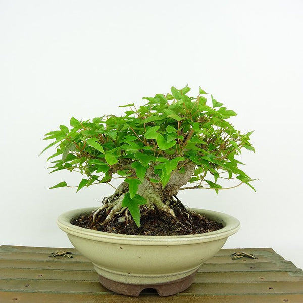 盆栽 楓 樹高 約10cm かえで Acer カエデ 紅葉 カエデ科 落葉樹 観賞用 小品 d1198422874