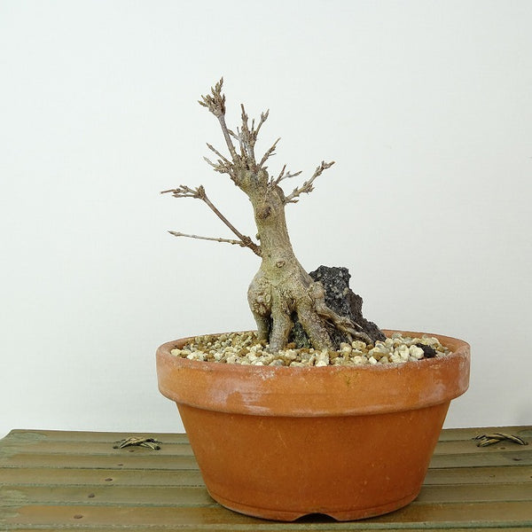 盆栽 楓 樹高 約10cm かえで Acer カエデ 石付き 紅葉 カエデ科 落葉樹 観賞用 小品 c1198406630