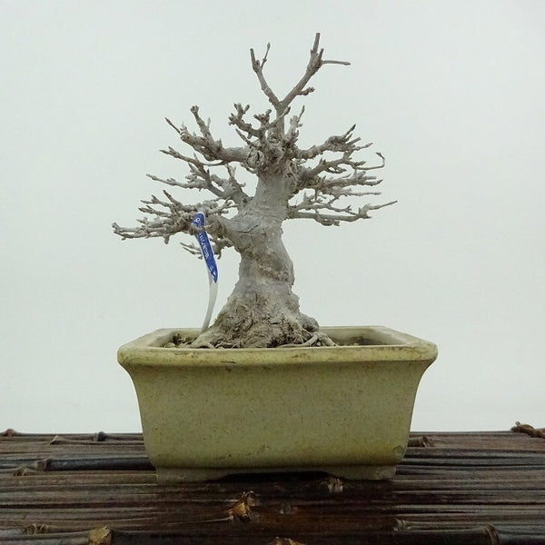 盆栽 楓 樹高 約12cm かえで Acer カエデ 紅葉 カエデ科 落葉樹 観賞用 小品 o1198421635