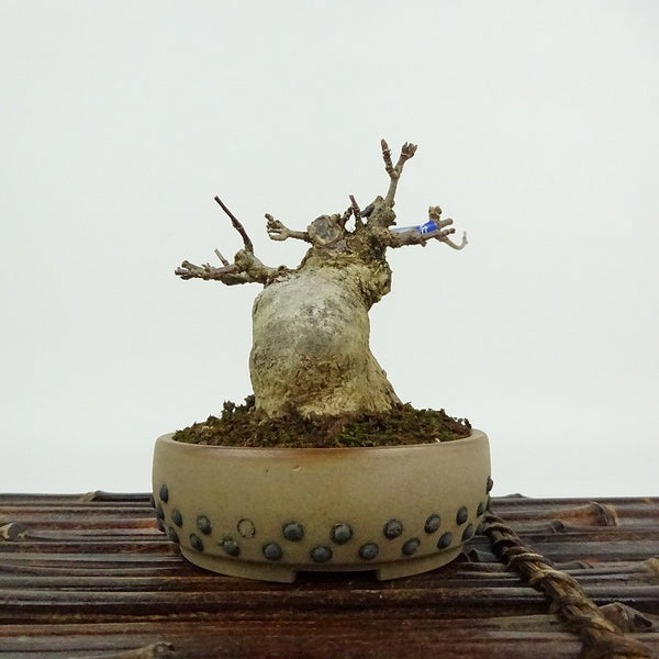 盆栽 楓 樹高 約8cm かえで Acer カエデ 紅葉 カエデ科 落葉樹 観賞用 小品 r1198403239