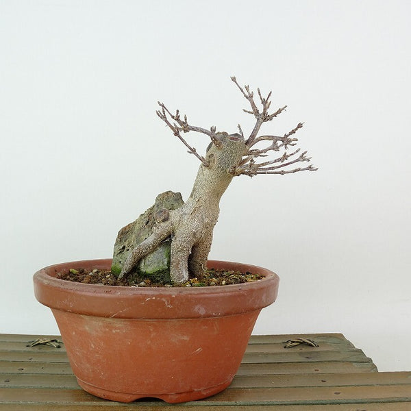 盆栽 楓 樹高 約11cm かえで Acer カエデ 石付き 紅葉 カエデ科 落葉樹 観賞用 小品 k1198407879