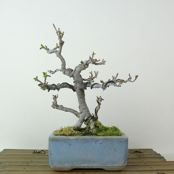 盆栽 海棠 樹高 約16cm かいどう Malus micromalus カイドウ バラ科 落葉樹 観賞用 小品 t1198406928