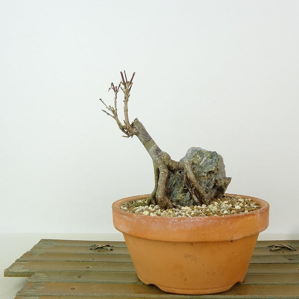 盆栽 楓 樹高 約11cm かえで Acer カエデ 石付き 紅葉 カエデ科 落葉樹 観賞用 小品 h1198421289