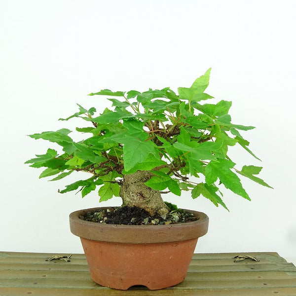 盆栽 楓 樹高 約11cm かえで Acer カエデ 紅葉 カエデ科 落葉樹 観賞用 小品 u1198421583