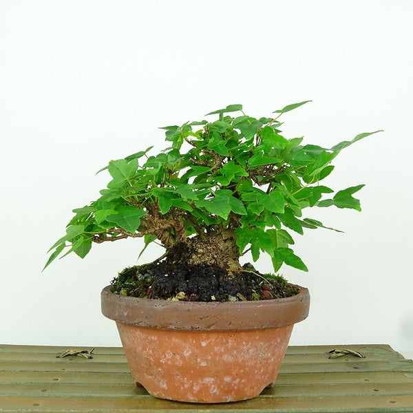 盆栽 楓 樹高 約11cm かえで Acer カエデ 紅葉 カエデ科 落葉樹 観賞用 小品 c1198413056