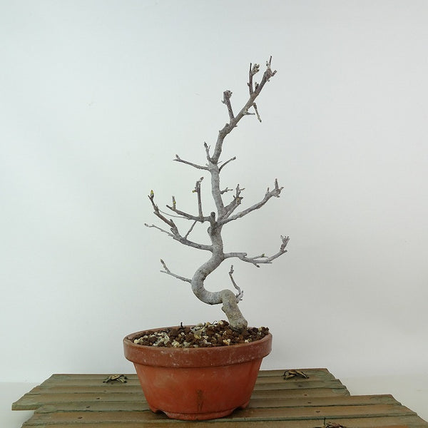 盆栽 海棠 樹高 約26cm かいどう Malus micromalus カイドウ バラ科 落葉樹 観賞用 d1198422330