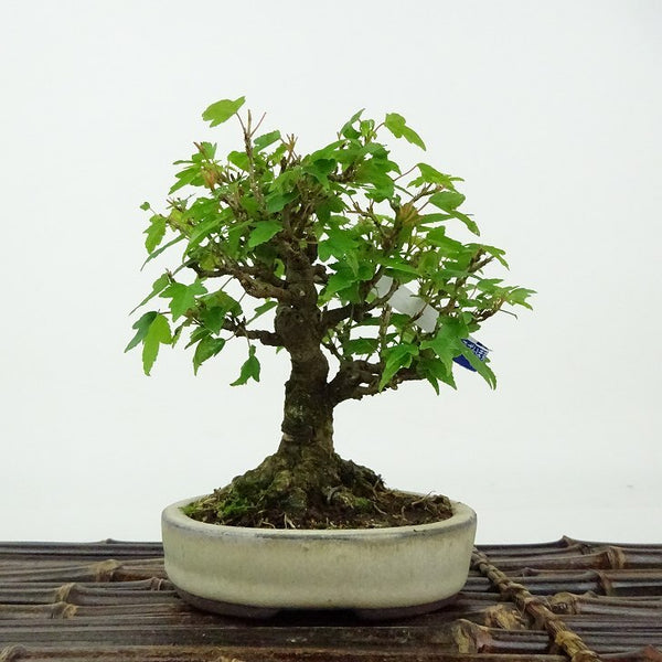 盆栽 楓 樹高 約11cm かえで Acer カエデ 紅葉 カエデ科 落葉樹 観賞用 小品 u1198426628