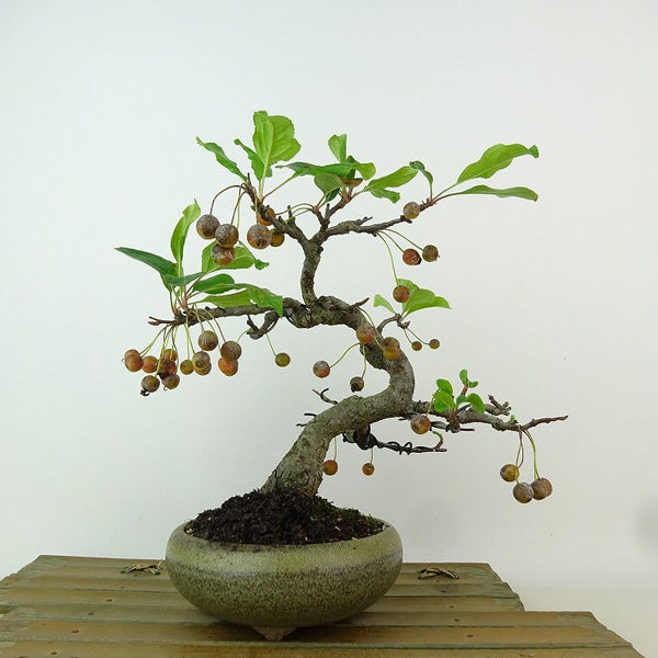 盆栽 海棠 樹高 約20cm かいどう Malus micromalus カイドウ 実 バラ科 落葉樹 観賞用 小品 h1198418249