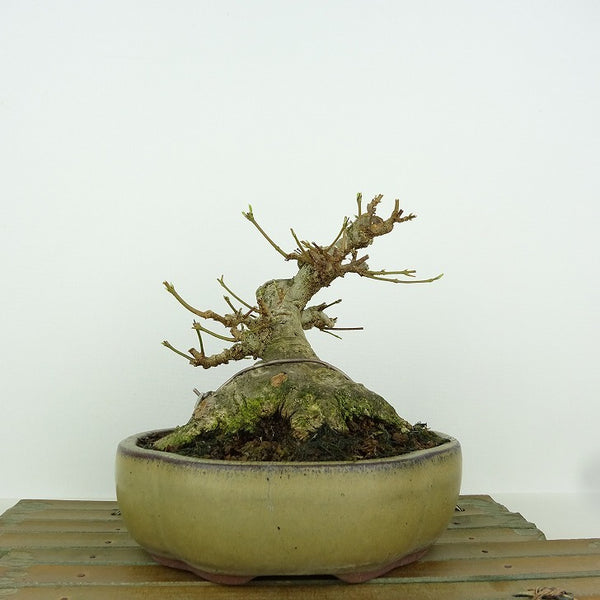 盆栽 楓 樹高 約13cm かえで Acer カエデ 紅葉 カエデ科 落葉樹 観賞用 小品 k1198409178