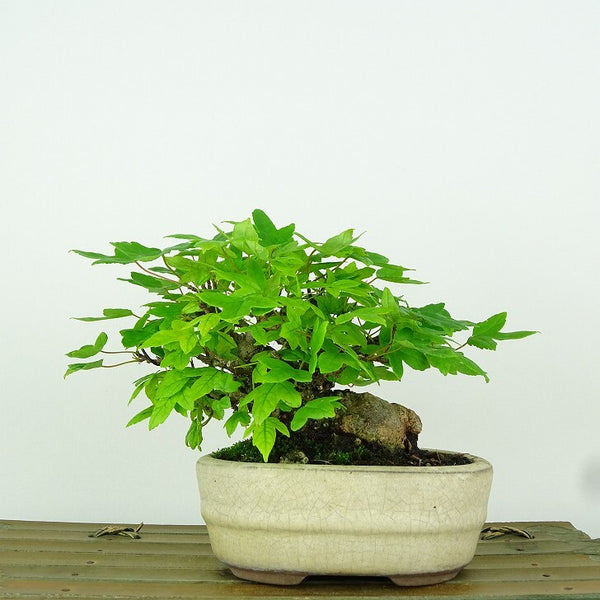 盆栽 楓 樹高 約10cm かえで Acer カエデ 紅葉 カエデ科 落葉樹 観賞用 小品 1198404964