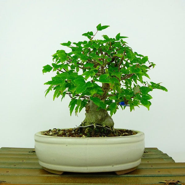盆栽 楓 樹高 約14cm かえで Acer カエデ 紅葉 カエデ科 落葉樹 観賞用 小品 n1198413455