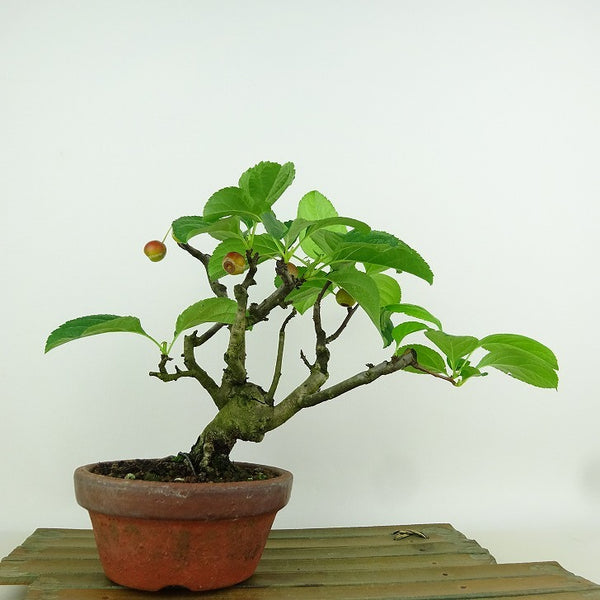 盆栽 海棠 樹高 約19cm かいどう Malus micromalus カイドウ 実 バラ科 落葉樹 観賞用 小品 e1198414914