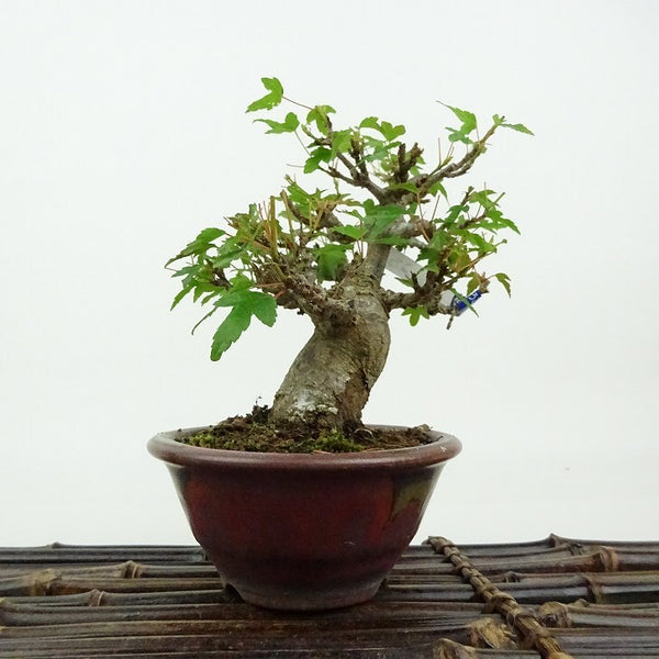 盆栽 楓 樹高 約10cm かえで Acer カエデ 紅葉 カエデ科 落葉樹 観賞用 小品 d1198423230