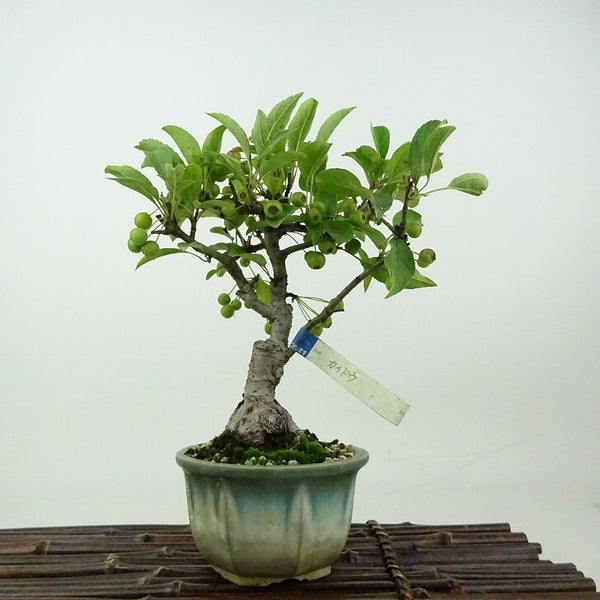 盆栽 海棠 樹高 約20cm かいどう Malus micromalus カイドウ バラ科 落葉樹 観賞用 小品 g1198415395