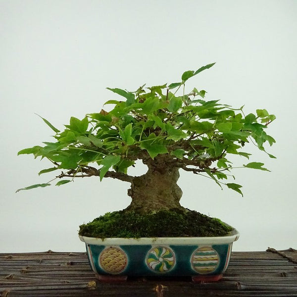 盆栽 楓 樹高 約15cm かえで Acer カエデ 紅葉 カエデ科 落葉樹 観賞用 小品 c1198405642