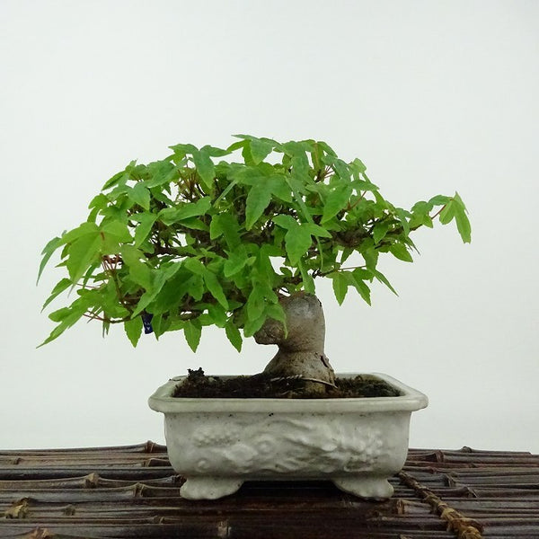 盆栽 楓 樹高 約12cm かえで Acer カエデ 紅葉 カエデ科 落葉樹 観賞用 小品 q1198416165