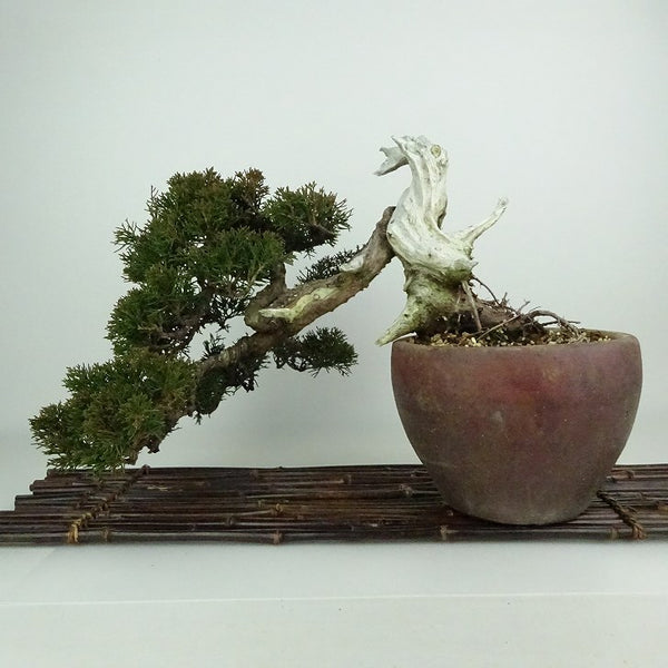盆栽 真柏 樹高 上下 約30cm しんぱく Juniperus chinensis シンパク ジン シャリ ヒノキ科 常緑樹 観賞用 u1198425046