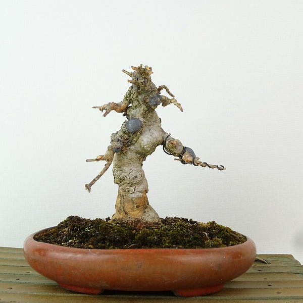 盆栽 楓 樹高 約12cm かえで Acer カエデ 紅葉 カエデ科 落葉樹 観賞用 小品 d1198426511