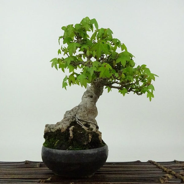 盆栽 楓 樹高 約18cm かえで Acer カエデ 紅葉 カエデ科 落葉樹 観賞用 小品 l1198409030