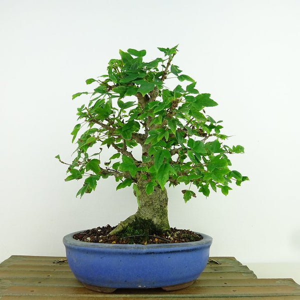 盆栽 楓 樹高 約18cm かえで Acer カエデ 紅葉 カエデ科 落葉樹 観賞用 小品 x1198416055