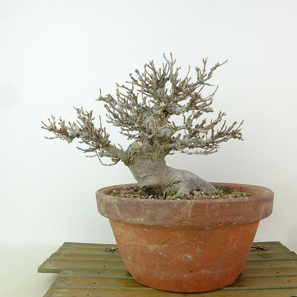 盆栽 楓 樹高 約14cm かえで Acer カエデ 紅葉 カエデ科 落葉樹 観賞用 小品 c1198402845