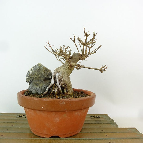 盆栽 楓 樹高 約12cm かえで Acer カエデ 紅葉 石付き カエデ科 落葉樹 観賞用 小品 o1198425614