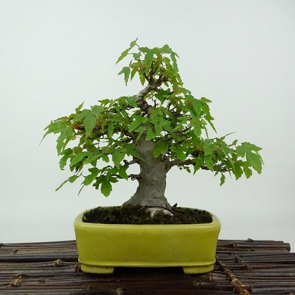 盆栽 楓 樹高 約15cm かえで Acer カエデ 紅葉 カエデ科 落葉樹 観賞用 小品 d1198426610