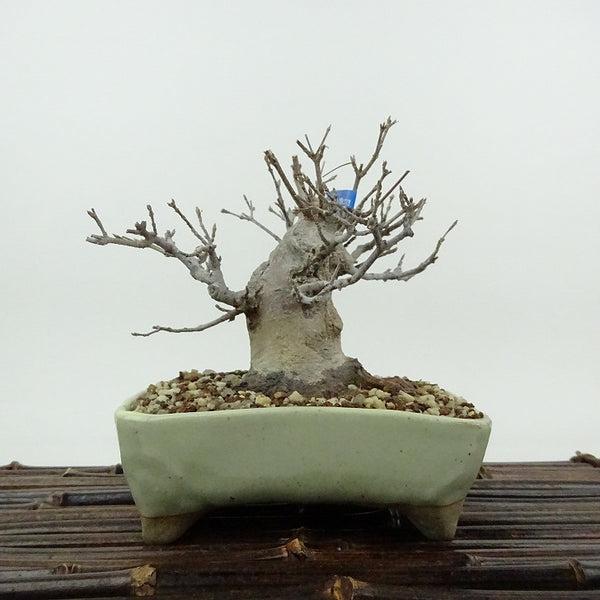 盆栽 楓 樹高 約10cm かえで Acer カエデ 紅葉 カエデ科 落葉樹 観賞用 小品 w1198404097