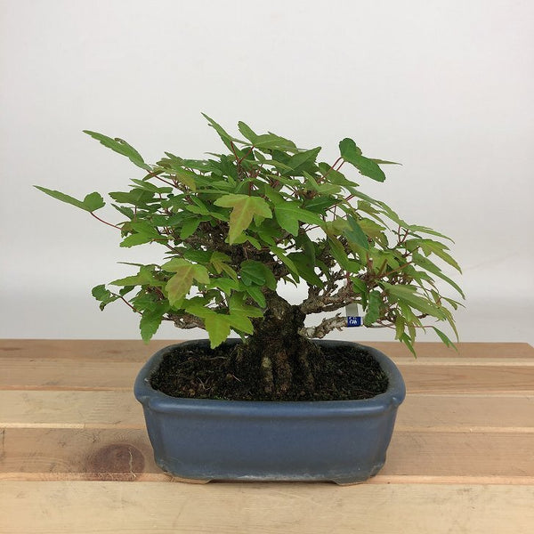 盆栽 楓 樹高 約12cm かえで Acer カエデ 紅葉 カエデ科 落葉樹 観賞用 小品 f1198415752