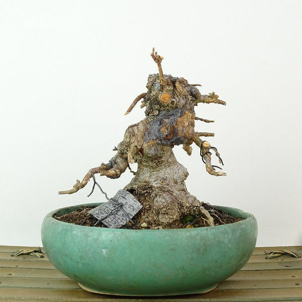 盆栽 楓 樹高 約10cm かえで Acer カエデ 紅葉 カエデ科 落葉樹 観賞用 小品 t1198407080