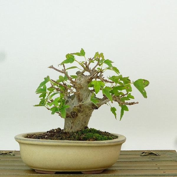 盆栽 楓 樹高 約9cm かえで Acer カエデ 紅葉 カエデ科 落葉樹 観賞用 小品 e1198415907