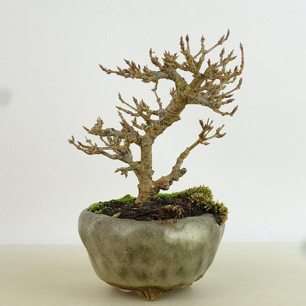 盆栽 楓 樹高 約9cm かえで Acer カエデ 紅葉 カエデ科 落葉樹 観賞用 小品 c1198407934