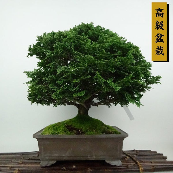 盆栽 桧 津山桧 樹高 約29cm つやまひのき 高級盆栽 Chamaecyparis obtusa ツヤマヒノキ ヒノキ科 常緑樹 観賞用 l1198415103