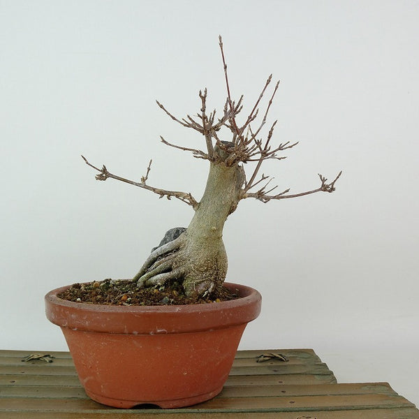 盆栽 楓 樹高 約15cm かえで Acer カエデ 石付き 紅葉 カエデ科 落葉樹 観賞用 小品 l1198410426